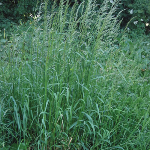 Arrhenatherum elatius