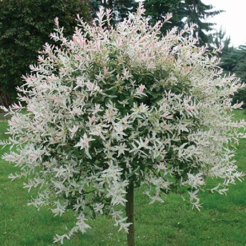 Salix integra “Hakuro Nishiki”