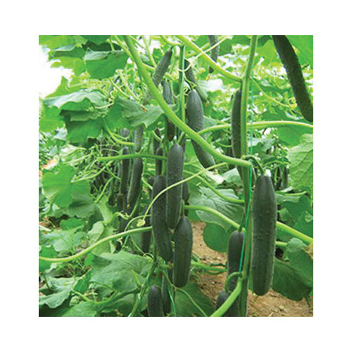 Krastavac “Darina F1” – (Cucumis sativus)