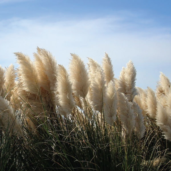 Pampas trava