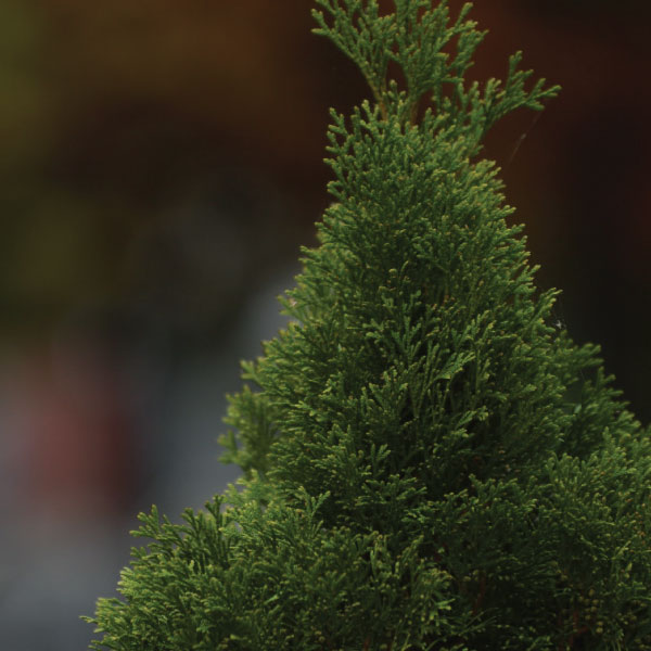 Thuja